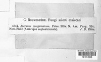 Stereum complicatum image
